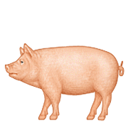 🐖 Emoji Schwein Apple iOS 10.0.