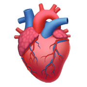 🫀 Emoji Corazón anatómico en Apple iOS 14.2.