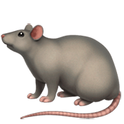 Émoji 🐀 Rat sur Apple iOS 16.4.
