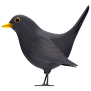 Émoji 🐦‍⬛ Oiseau Noir sur Apple iOS 17.4.