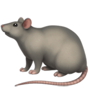 Émoji 🐀 Rat sur Apple iOS 17.4.