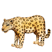 Emoji 🐆 Leopardo su Facebook 13.1.