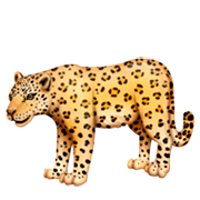 Emoji 🐆 Leopardo su Facebook 3.0.