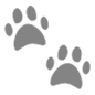 Emoji 🐾 Impronte Di Zampe su Microsoft Windows 10.