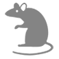 Emoji 🐀 Ratto su Microsoft Windows 10.