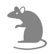 Émoji 🐀 Rat sur Microsoft Windows 8.1.