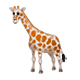Emoji 🦒 Giraffa su WhatsApp 2.17.
