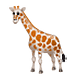 Émoji 🦒 Girafe sur WhatsApp 2.18.379.
