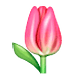 Émoji 🌷 Tulipe sur WhatsApp 2.19.7.