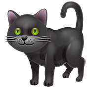 schwarze Katze WhatsApp 2.23.2.72.