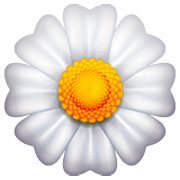 Emoji 🌼 Fiore su WhatsApp 2.23.2.72.
