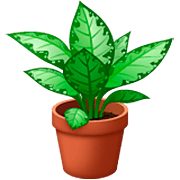 Émoji 🪴 Plante En Pot sur WhatsApp 2.23.2.72.